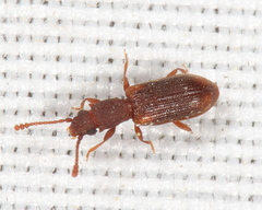 Silvanoprus angusticollis