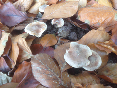 Fungi