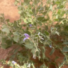 Scaevola parvibarbata