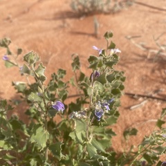Scaevola parvibarbata