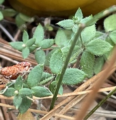 Galium californicum californicum