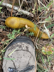 Galium californicum californicum