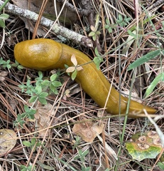 Galium californicum californicum