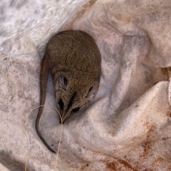 Sminthopsis macroura