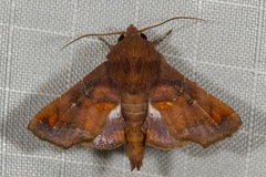 Penicillaria simplex