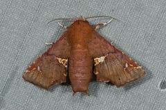 Targallodes vittalba