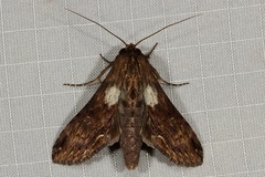 Aegilia