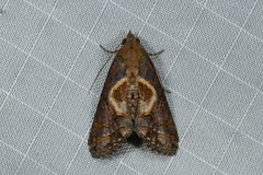 Lophoptera illucida