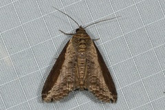 Lophoptera squammigera