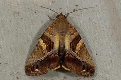 Odontodes pallidifimbria