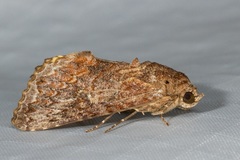 Odontodes