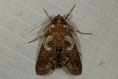 Stictopterinae