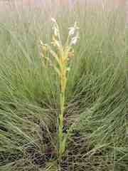 Habenaria macroplectron