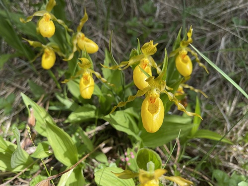 yellow lady's slipper