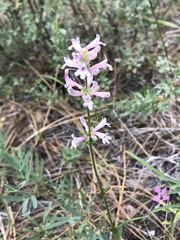 Penstemon peckii
