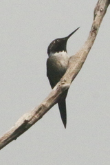 Calliphlox amethystina
