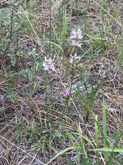 Penstemon peckii