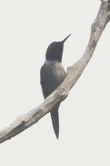 Calliphlox amethystina