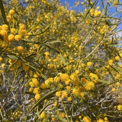 Acacia ligulata