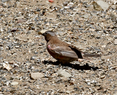Leucosticte tephrocotis dawsoni