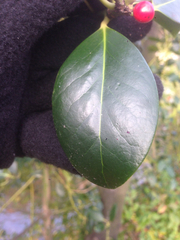 Aquifoliaceae