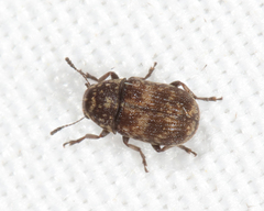 Ormiscus walshii