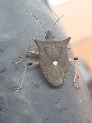 Proxys obtusicornis