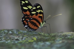 Heliconius ismenius