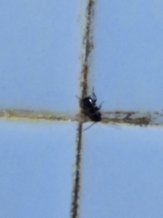 Periplaneta fuliginosa