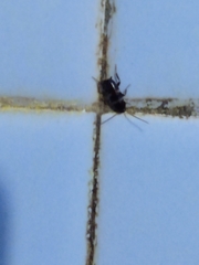 Periplaneta fuliginosa