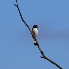 Certhionyx variegatus