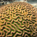 Coral Cerebro de Valles Amplios - Photo (c) FWC Fish and Wildlife Research Institute, algunos derechos reservados (CC BY-NC-ND)