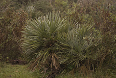 Trithrinax campestris