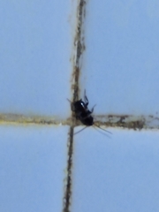 Periplaneta fuliginosa