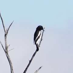 Certhionyx variegatus