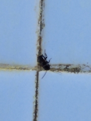Periplaneta fuliginosa