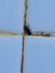 Periplaneta fuliginosa