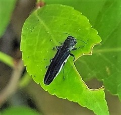 Agrilus bilineatus