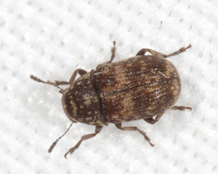Ormiscus walshii