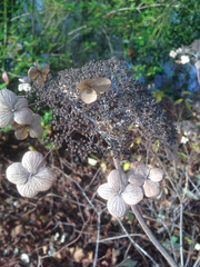 Hydrangea