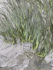 Zostera japonica