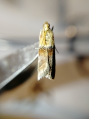 Acrobasis repandana