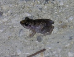Eleutherodactylus rogersi