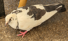 Columba livia domestica
