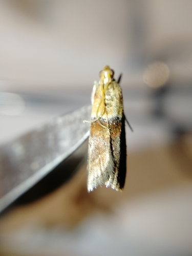 Warted Knot-horn, photo 2 of 10