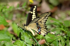 Heraclides cresphontes