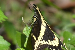 Heraclides cresphontes