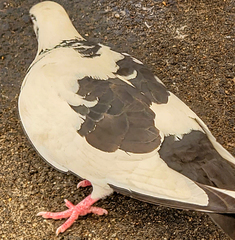 Columba livia domestica