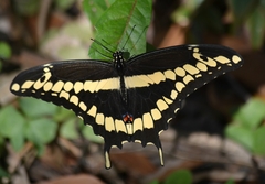 Heraclides cresphontes