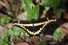 Heraclides cresphontes